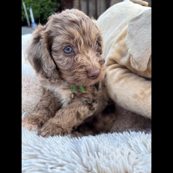 Cockapoo