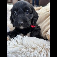 Cockapoo