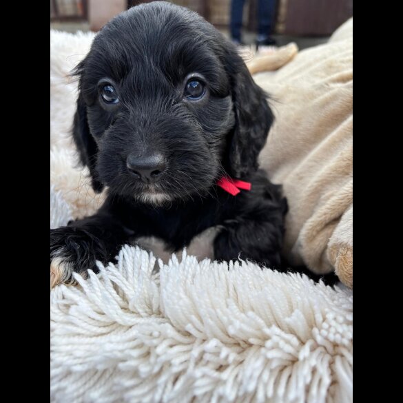 Cockapoo