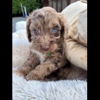 Cockapoo