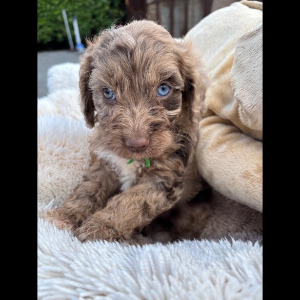 Cockapoo