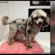 Cockapoo
