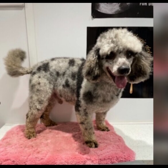 Cockapoo