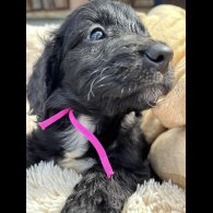 Cockapoo