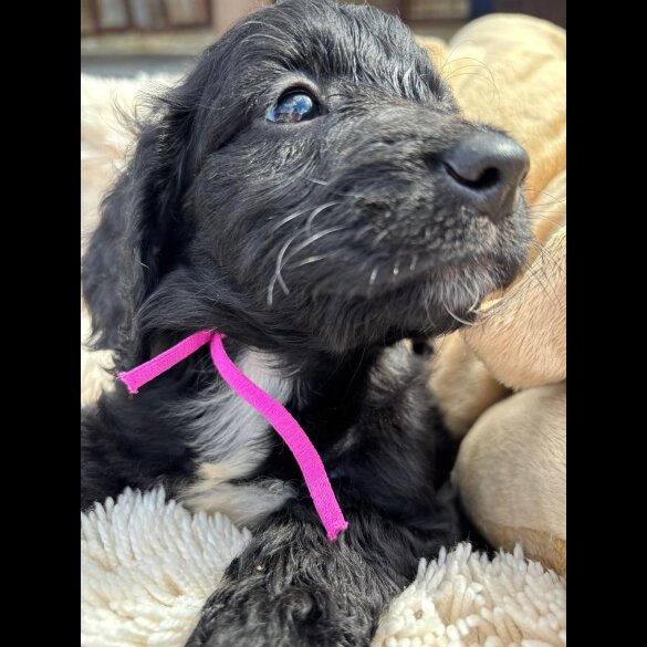 Cockapoo