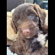 Cockapoo