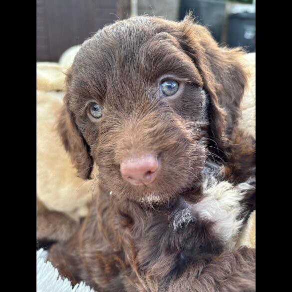 Cockapoo
