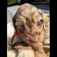 Cockapoo