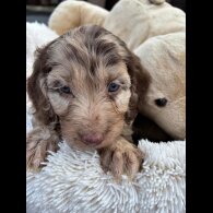 Cockapoo