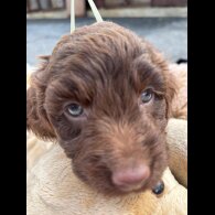 Cockapoo