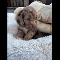 Cockapoo