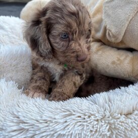 Cockapoo