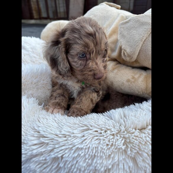 Cockapoo