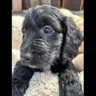 Cockapoo