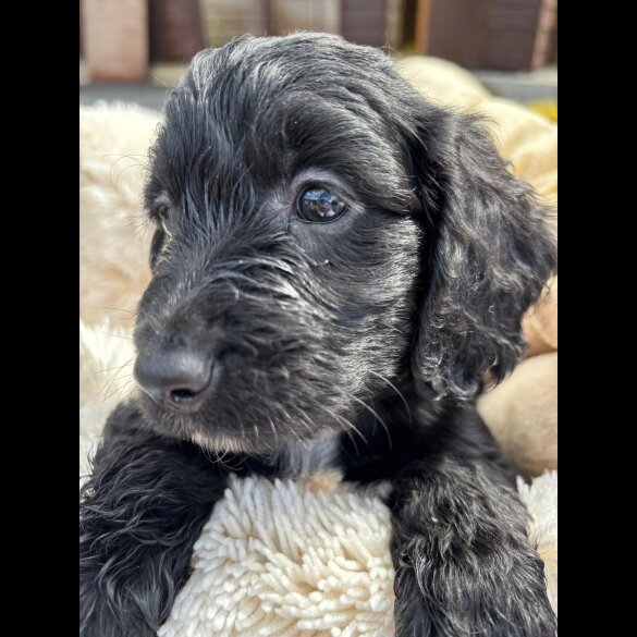 Cockapoo