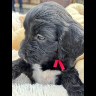 Cockapoo