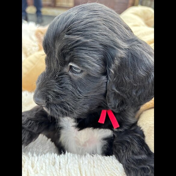 Cockapoo