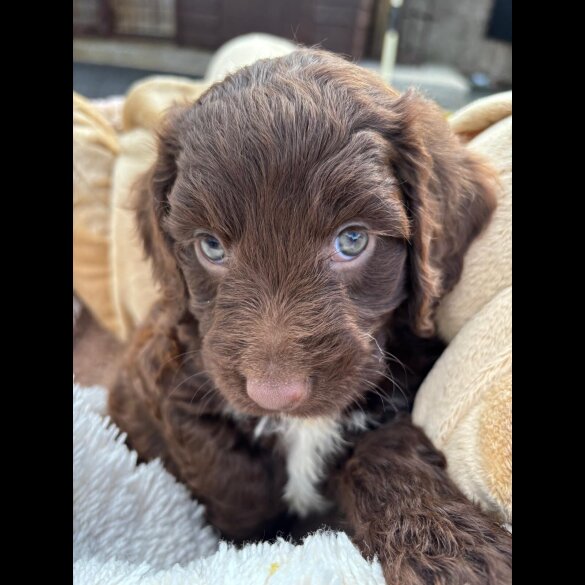 Cockapoo