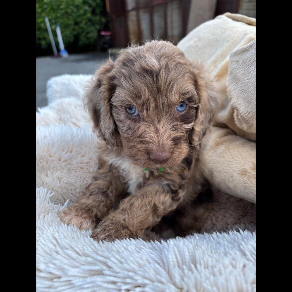 Cockapoo