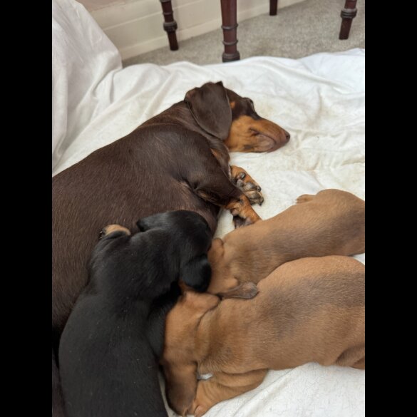 Dachshund (Miniature Smooth Haired)