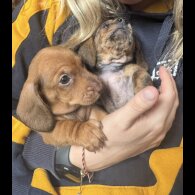 Dachshund (Miniature Smooth Haired)