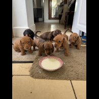 Dachshund (Miniature Smooth Haired)