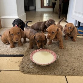 Dachshund (Miniature Smooth Haired)