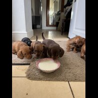 Dachshund (Miniature Smooth Haired)