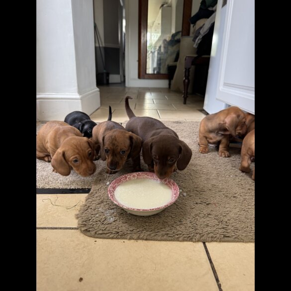 Dachshund (Miniature Smooth Haired)