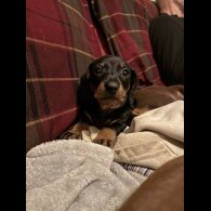 Dachshund (Miniature Smooth Haired)