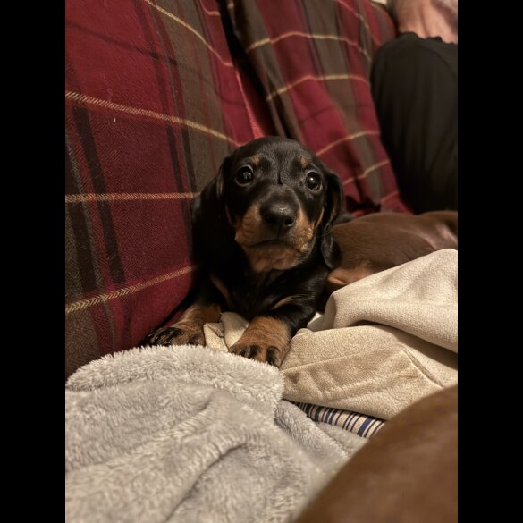 Dachshund (Miniature Smooth Haired)