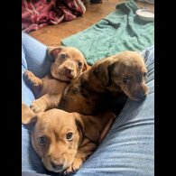 Dachshund (Miniature Smooth Haired)