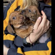 Dachshund (Miniature Smooth Haired)