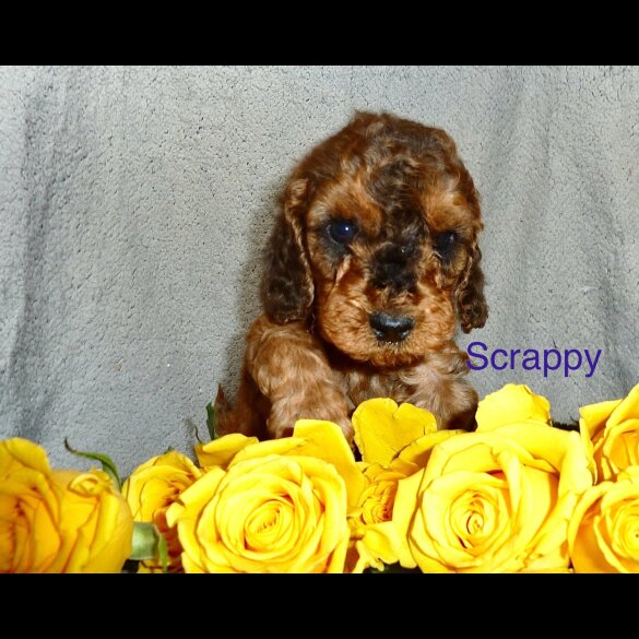 Cockapoo - Both