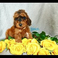 Cockapoo - Both