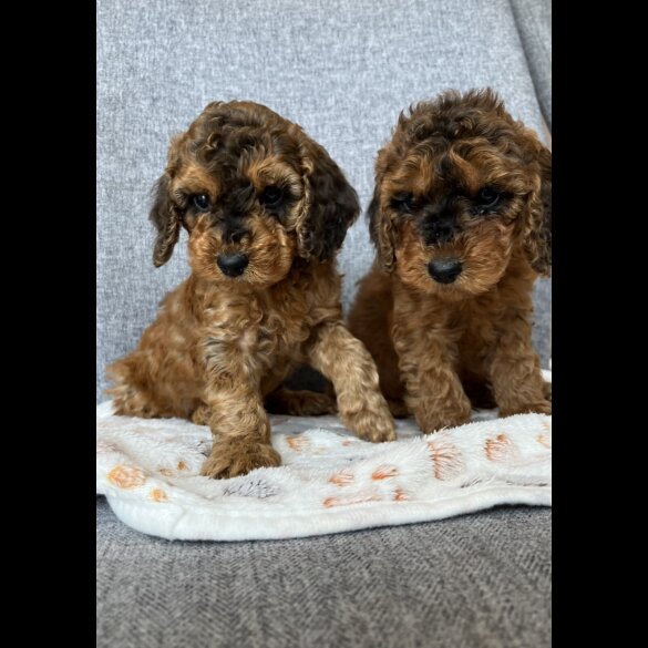 Cockapoo - Both