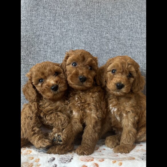 Cockapoo - Both