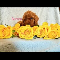 Cockapoo - Both