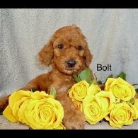 Cockapoo - Both