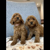 Cockapoo - Both