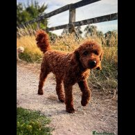 Cockapoo - Both