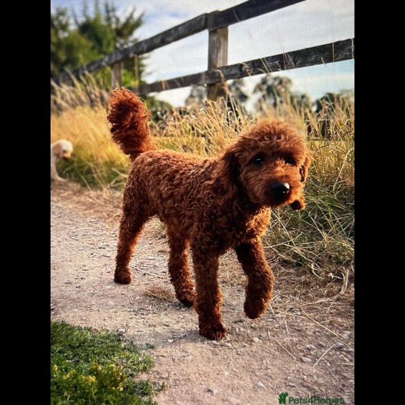 Cockapoo - Both