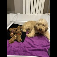 Cockapoo - Both