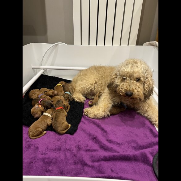 Cockapoo - Both