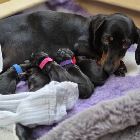 Dachshund (Miniature Smooth Haired)