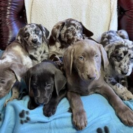 Labrador Retriever