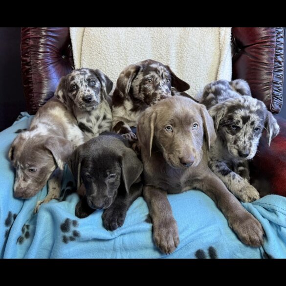 Labrador Retriever