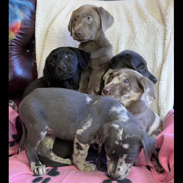 Labrador Retriever
