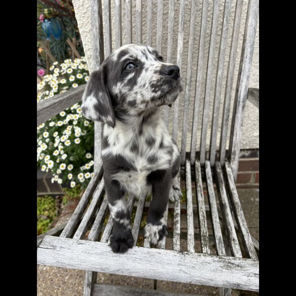 Labrador Retriever