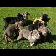 Labrador Retriever